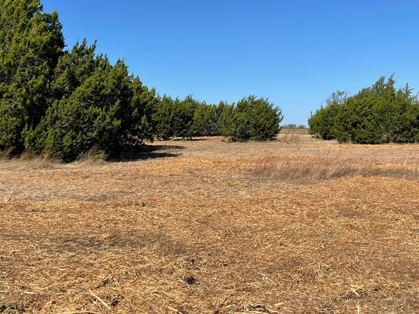 Sparse dry field with rows of dense evergreen trees under blue sky.